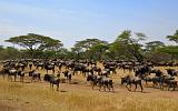 TANZANIA - Serengeti National Park - Migrazione Gnu - 08